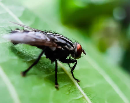 Gray color flies Siting on the green leaves in the garden and green background.の写真素材