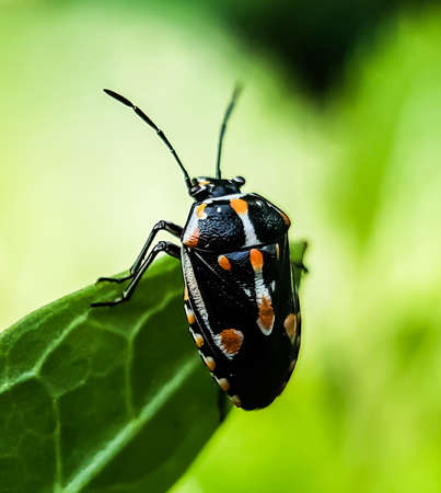 A black and white insect is sitting on the leaves of a green tree and it is a vegetable farm and...