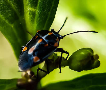 A black and white insect is sitting on the leaves of a green tree and it is a vegetable farm and green background.の写真素材