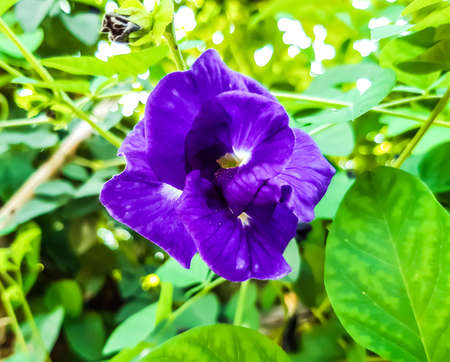 The green tree has blue invincible flowers and green background. A variety of medicines are made...