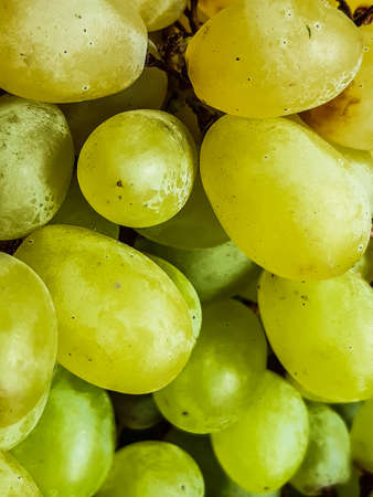 Light green and yellow grapes are many together. The grapes are very sweet and delicious, these have been put up for sale in a basket.の写真素材
