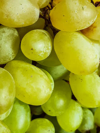 Light green and yellow grapes are many together. The grapes are very sweet and delicious, these have been put up for sale in a basket.の写真素材