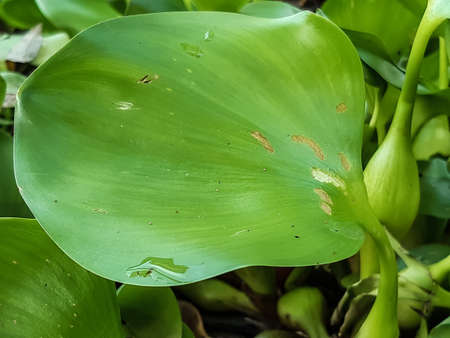 Green Water hyacinth is floating in the water. These are aquatic plant. These are grown in water and are used as fish food.の写真素材