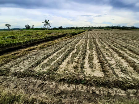 Agricultural land and cloudy skies in rural India at sunset. New vegetables have been planted in the green land.の写真素材