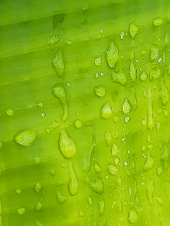Rain water is falling on the leaves of the green banana tree and the sunlight is being reflected. This is a picture of a banana farm.の写真素材