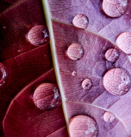 Water drops are falling on the young leaves and the sunlight is being reflected. This is a picture of a garden when it rains.の写真素材