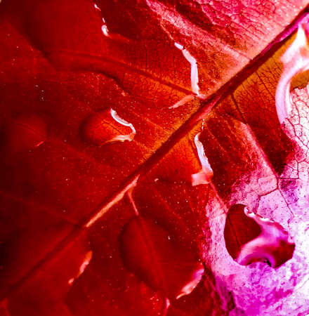 Water drops are falling on the young leaves and the sunlight is being reflected. This is a picture of a garden when it rains.の写真素材