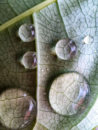Raindrops are falling on the white leaves and sunlight is being reflected on the water droplets....