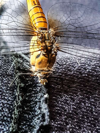 A dragonfly in yellow is sitting on a black background. The head of the dragonfly is invisible and has two four wings.の写真素材