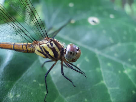 In the garden sits a dragon fly on the leaves of a green tree and the sunlight is shining on it. Insects live in gardens, so people should not cut down the forest for no reason.の写真素材