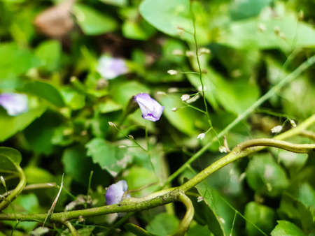 The green grass flowers in the green trees in the garden and the green background make it a picture of a garden.の写真素材