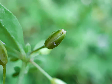 Green flower buds and green background on the green grass in the garden. This grass grows in the garden and can be eaten as a vegetable.の写真素材