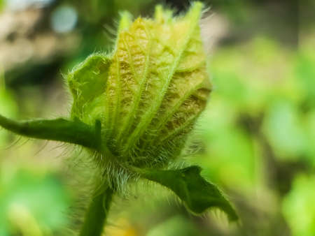 Yellow pumpkin flowers are blooming on the green cultivated land and it is a male flower. The veins are visible on the flower.の写真素材