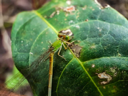In the garden sits a green dragonfly on green leaves and has a green background.の写真素材