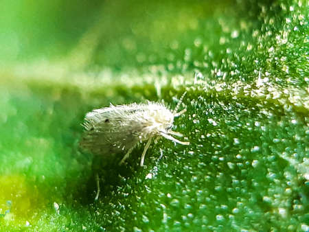 A beautiful dragon fly is perched on the leaves of a green tree. This is a garden.の写真素材