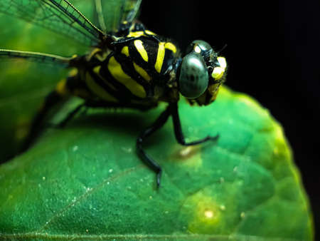 In the garden sits a dragon fly on the leaves of a green tree and the sun light is shining on it. Insect live in gardens, so people should not cut down the forest for no reason.の写真素材