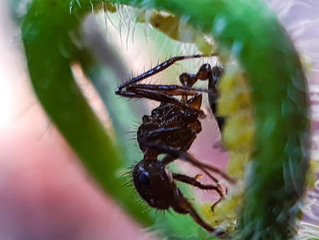 There are many red ant sitting on the green leaves in the garden and the sunlight is being reflected...