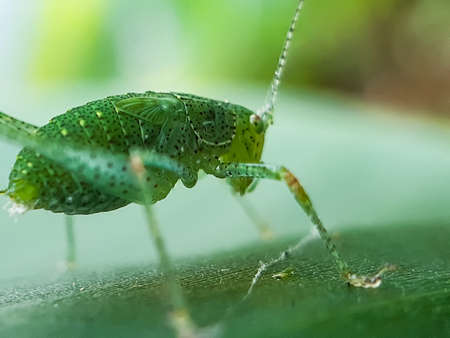 There is a green insect sitting on the green leaves in the garden and the body has a black and white design and green background.の写真素材
