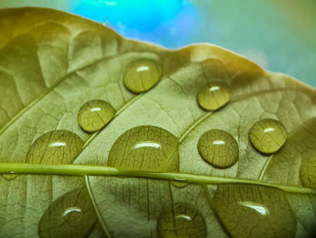 Rainwater is falling on the green leaves in the garden and the sunlight is being reflected and the...