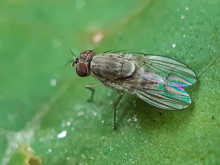 There is a fly sitting on the green leaves in the garden and the sun is shining on it. This is a picture of a garden.の写真素材
