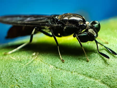 An insect of black color is sitting on the green leaves in the garden and reflecting the sunlight. This is a picture of a garden.の写真素材