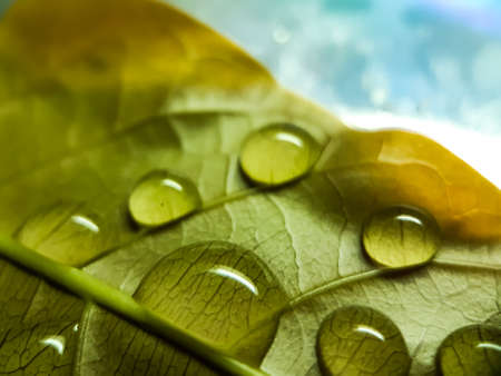 Rainwater is falling on the green leaves in the garden and the sunlight is being reflected and the...
