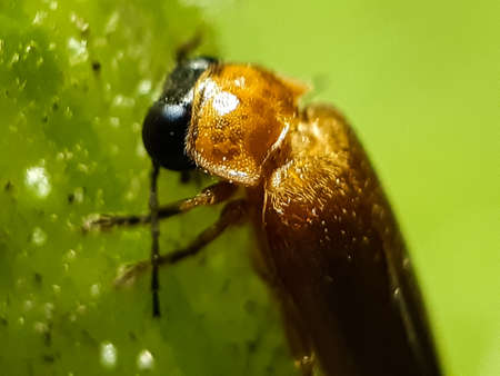 There is a fly on the green leaves in the garden and the sun is shining on it. This is a picture of a garden.の写真素材