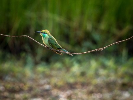 A Green Bee-eater (Merops orientalis) sitting on a wire on a cold winter morningの写真素材