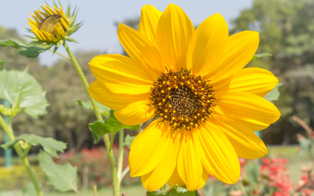 Sunflowers garden. Sunflowers have abundant health benefits. Sunflower oil improves skin health and...