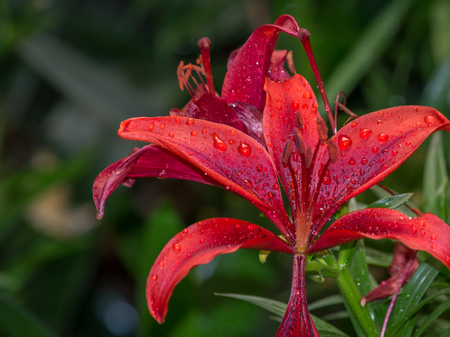 Tiger lily (Lilium lancifolium, syn. L. tigrinum) in raindrops. Shallow depth of fieldの写真素材