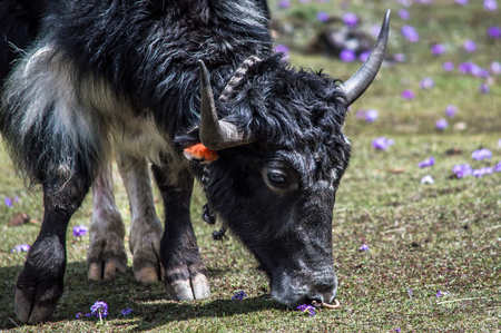 Tibetan yak eating grass in a pasture at Himalaya mountains