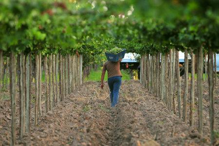 Medrano, Mendoza, Argentina - February 11, 2009: Grapes harvest in a vineyard in the city of Medrano, in the province of Mendoza, Argentina.のeditorial素材