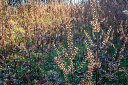Wheat plant Percy Warner Park, Nashville, Tennesseeの写真素材