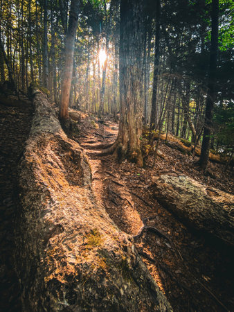 old wooden log on the forest floor at Waterville Valley, New Hampshire, USA.の写真素材
