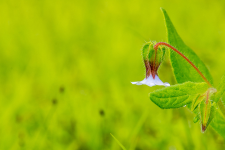 An isolated flower blooming upside downの写真素材