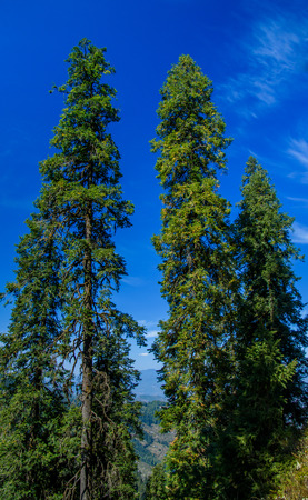 Tall tree touching the cloudsの写真素材