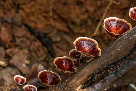 A bunch of red mushrooms on rotten tree trunkの写真素材