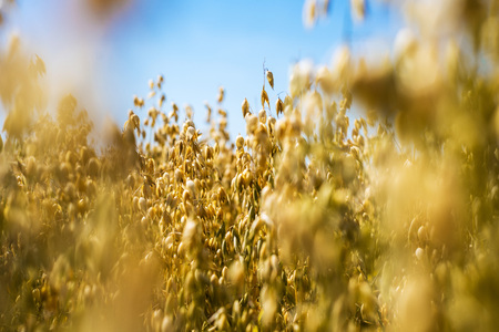 Detail of golden oat field in sunlight during summerの写真素材