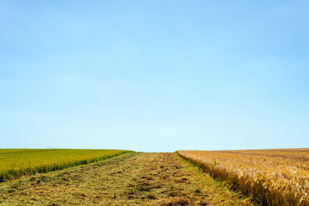 Harvested oat field during summerの写真素材