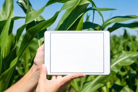 Hands holding tablet in corn field during summerの写真素材