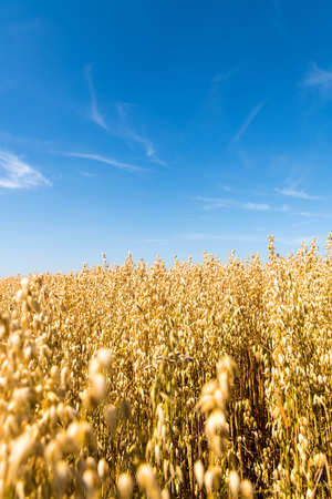 view of golden oat field in sunlight during summerの写真素材
