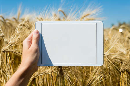 Hand holding tablet in oat field during summer