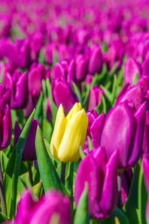 Field of purple tulips with single yellow tulip in between on Texel の写真素材