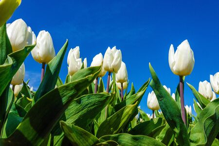 Closeup from below of white tulips with blue sky as background on Texel