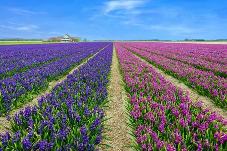 View at blue and purple fields of hyacinths  on Texelの写真素材