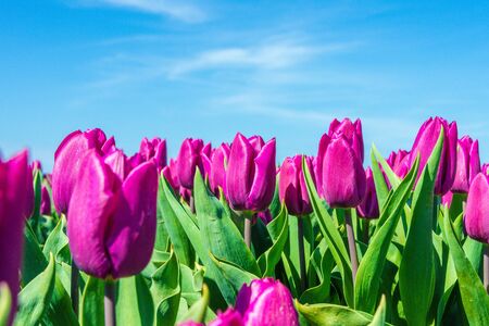 Closeup of purple tulips on Texel with blue sky as backgroundの写真素材