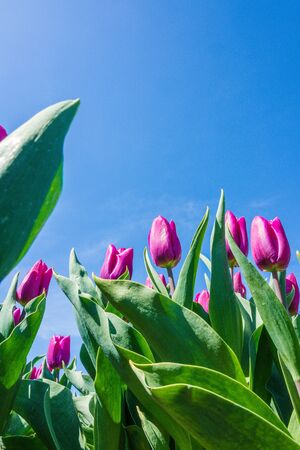 Closeup of purple tulips from below on Texelの写真素材
