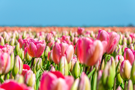 Closeup of pink tulips on Texel with blue sky as backgroundの写真素材