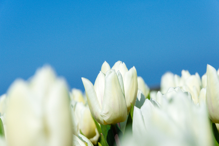 Closeup of white tulips with blue sky as background on Texelの写真素材