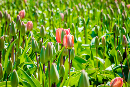 Field of pink closed tulips  on Texel の写真素材